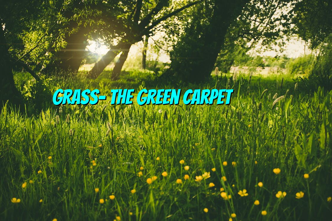 Grass- The Green Carpet